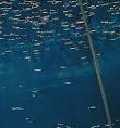Bait fish - Wikipedia, the free encyclopedia