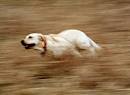 15 Stunning Images Using BLUR to Portray Movement