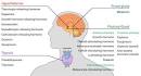 Endocrine system - Wikipedia, the free encyclopedia