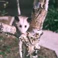 Opossum Photo Page