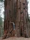 sequoia national park - USA - WorldNomads.
