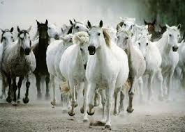 تاريخ الحصان العربي في العالم Images?q=tbn:ANd9GcS7ErYKzkA0nMJLWegO_LM6JprReCo0xNhrTuSL3Qqa3_n5Mo8_