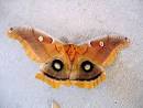 Giant Atlas Moths fluttering into the Butterfly Center soon