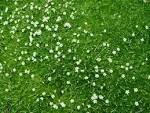 Sagina subulata (Irish Moss)