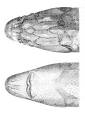 Russian sturgeon - Wikipedia, the free encyclopedia