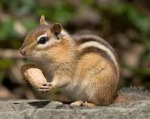 chipmunk
