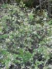 <b>Symphoricarpos</b> albus