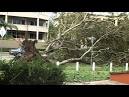 Central Qld begins post-cyclone clean-up - WorldNews