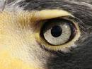 Eagle Eye