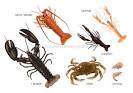 FOOD &amp; KITCHEN :: FOOD :: CRUSTACEANS image - Visual Dictionary Online