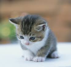 images?qtbnANd9GcS8JB6N87AnWFYTW5kCgGnphjROTWgFbFOSpzfNugcdlzjlzAk6