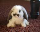 cute baby rabbit
