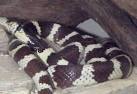 California King Snake: WhoZoo