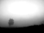 single tree in the mist | photo page - everystockphoto