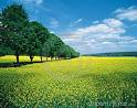 Royalty Free Stock Photography: Spring fields &amp; allee