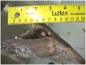 Emerging Animal Diseases Bulletin No. 106 - September 2011 ...