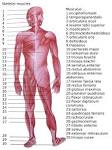 File:Skeletal <b>muscles</b> homo