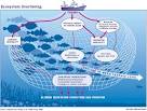 Overfishing