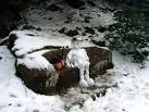 Frosty was found taking a rest at the Gormack Burn after tramping through - via Daymix