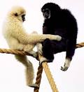 Lar Gibbon Jersey Zoo Gerald Durrell