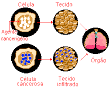 <b>tecidos conjuntivos</b> como