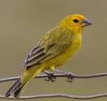 http://www.bearriverranch.com/Animals/images/Birds_Finch_Saffron_side_view.jpg