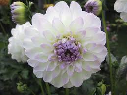 http://t3.gstatic.com/images?q=tbn:ANd9GcS8tWftCA4tmQshAK63kJP09qrhZwsSasazMSWdqQ2QtTfJLU0&t=1&usg=__RUY_oTUsTS0Mv6sGGK68tmtyrtM=