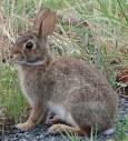 Rabbits - Wildlife Conflicts Information Website