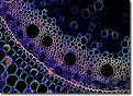 Olympus FluoView Resource Center: Confocal Gallery - Corn Prop Root