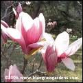 Magnolia Trees | Pictures of Magnolias