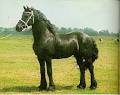 The Friesian