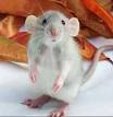 Dumbo Rats - Cute and Cucumber Cool
