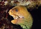 Eel : Facts, Pictures, Video : Animal Planet
