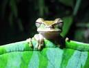 Frogs on the frontline - The Amphibian Avenger