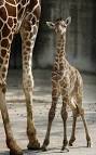 Second Baby Giraffe Born in Less Than Two Months at the Memphis ...