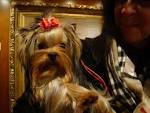 Yorkshire terrier Baby Gaga, 9 months, and owner Donna Lauricella, ... - dsc056083