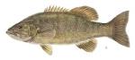Smallmouth Bass Micropterus dolomieui