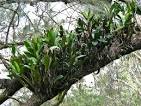 Top Creek: Epiphytic orchid « lookANDsee