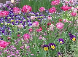 La plus belle scène fleurie de printemps Images?q=tbn:ANd9GcSAApPA1xk85KDP6VPzhJHzektXzvvxCFZXOiUgNtQUI2Ty1g7Slw