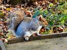 More sizes. Squirrel at Moses Gate. A grey squirrel on one of the bird - via Daymix