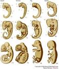 Figure 2 : Gavin Rylands de Beer: how embryology foreshadowed the ...