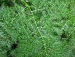 Plants of Hawaii: Asparagus plumosus (Asparagus fern) - Image 050517-