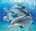 Delfines