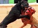 Dog Fighting Laws in California | Penal Code 597.5 PC