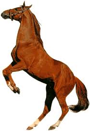 Obrazek