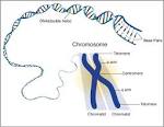 Our <b>chromosomes</b> carry our