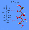 Carbohydrates - Fructose