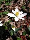 <b>Sanguinaria</b> canadensis or