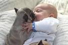 Baby Covered with French Bulldog Puppies - Neatorama