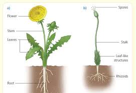 Image result for life cycle of a dandelion plant
